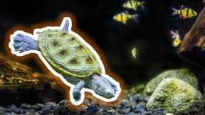 5 Best Aquatic Pets That Aren't Aquarium Fish [Live Stream]