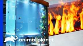 Fish Tank Combines Fire And Water In A Genius Way! | Tanked