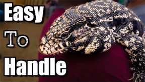 Top 10 Best Reptiles To Handle