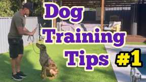 Dog training tips - part 1 #dogtraining #dog