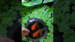 How to become a FULL TIME Fish Keeper
