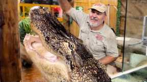 Alligator Feeding Frenzy! 🤩 🐊