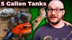 5 Reptiles That Can Live in 5 Gallon Enclosures FOREVER | Micro Reptile Enclosures