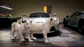 The REAL Cost of Owning An Exotic Pet