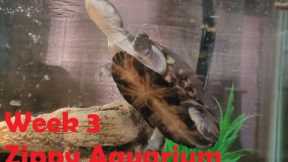 Freshwater Aquarium Fish Tank Week 3 - Watch Zippy's fish!