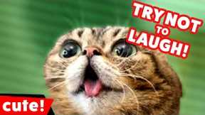 Funniest Kittens  -  Cute Funny Dog and Cat Videos - Part 2