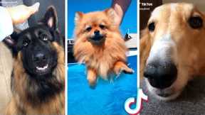 Best Compilation of Funny DOGS & Cute PUPPIES! 🐶🐶