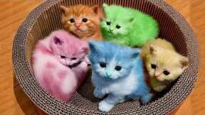 1 Hour of Funniest Cat Videos on the Planet #3 - Best Funny Animal Videos 2022