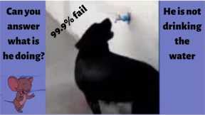 best funny cat and dog videos 2022