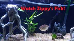 Freshwater Aquarium Fish Tank Week 6 - Watch Zippy's fish!