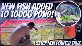 NEW FISH ADDED TO THE 1000G POND + SETTING UP NEW AQUARIUM IN FISH ROOM