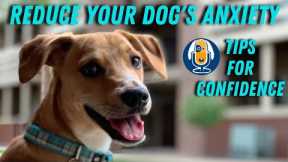 Reduce Anxiety and Grow Your Dogs Confidence with these Pro Dog Training Tips #79