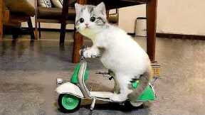 Funny Cats And Dogs Videos 😺😍 #25