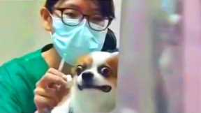 try not to laugh Best funny dog videos compilation