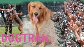 Dog training at SSB | how to train your dog  | puppy training  | funny dog video