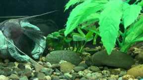 Care and maintenance of aquarium #fish scalars