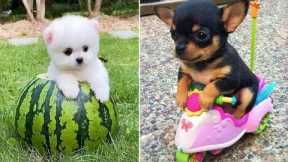 Baby Dogs 🔴 Cute and Funny Dog Videos Compilation #33 | 30 Minutes of Funny Puppy Videos 2022