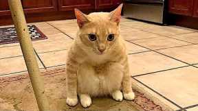 Funny animals - Funny dogs /cats - Funny animal videos 2022 #MC19