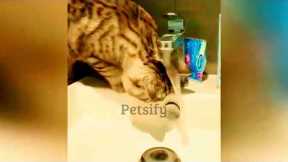 Funny Cats Videos # 01 #catslover #funnycatmoments