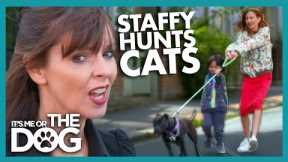 This Staffy 'Stalks' the neighborhood cats! | It's Me or The Dog