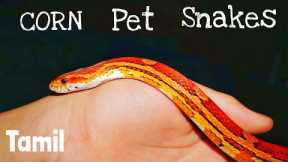 EXOTIC CORN SNAKE in TAMIL !