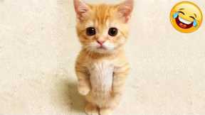 Try Not To Laugh : 1 Hour of Funniest Cat Videos | Best Funny Animal Videos 2022