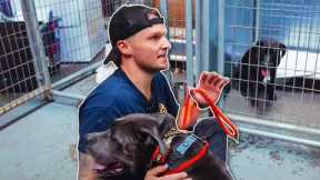 OFFERING FREE DOG TRAINING TO A NO KILL SHELTER!