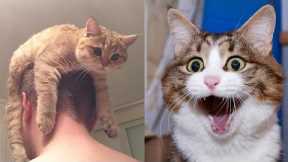 Funny Animals Video - Best Cats😹 and Dogs🐶 Videos of the Month 2022! (parts10)