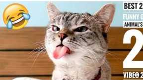 Best Cats And Dogs Videos | Best Cute Cats - Dog Funny Viral Clips video_2 Funny Animal Complication