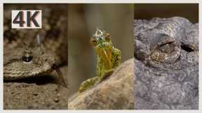 Incredible Wildlife Video of Reptiles In 4K | 1 Hour Animal Sounds with Relaxing Music