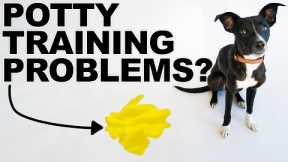 4 Tips To FIX Your Puppy Potty Training Problems