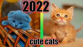 Cute And Funny Cats Videos Compilation 2022