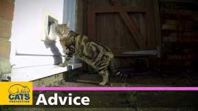 How to teach your cat to use a cat flap