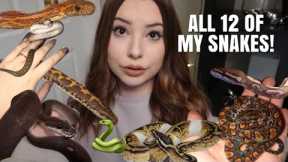 Meet All Of My Snakes! | All 12 Of Them!
