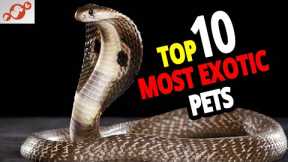 🐍 List Of The TOP 10 Most Exotic Pets In The World!