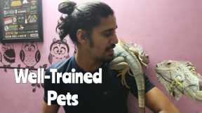 My Well- TRAINED LIZARD | Wildly Indian
