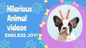 Funny animals - Funny cats / dogs //Funny animal videos 😹 (Best Compilation of Funny PETS) #2