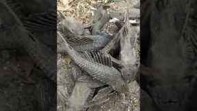 He said “ These fish not dead “ #shorts #plecostomus
