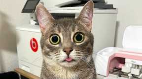Funny animals - Funny dogs /cats - Funny animal videos 2022 #MC53