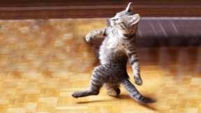 Try Not To Laugh : 1 Hour of Funniest Cat Videos #1 | Best Funny Animal Videos 2022