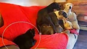 Funny Dog and Cat videos that Make Me Laugh Uncontrollably 😂
