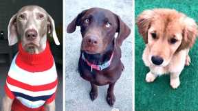 Best DOGGO Videos Ever!! 🐶 (Compilation of Funny DOGS) 🐶
