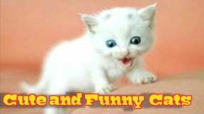 Funny Cats and Kittens Meowing Compilation