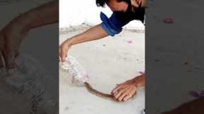 cobra snake bite video #short #shorts #cobra #bite #sarpmitra #snake