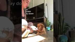 How to train your 9 week old puppy to do tricks (Dog Training) 🐕 #shorts #dogs #dogtraining