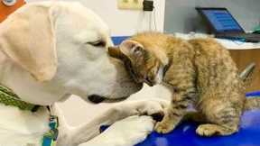 Funny Cats And Dogs Videos 😺😍 #41