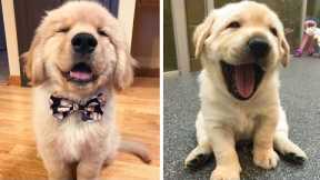 Funny and Cute Golden Retriever Puppy Moments Compilation| Cute Puppies