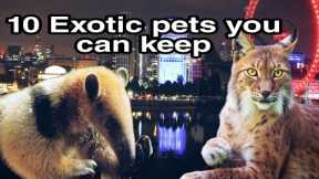 Top 10 list: 10 exotic pets you can actually keep in the UK 2022