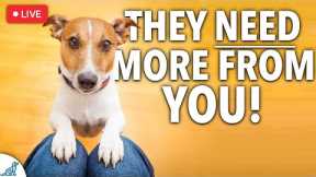 🔴 These 9 Rules Will Make Your Dog Training BETTER!