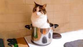 😹 You Definitely Laugh, Trust me 😱 - Funniest Cats Expression Video 😇 - Funny Cats Life